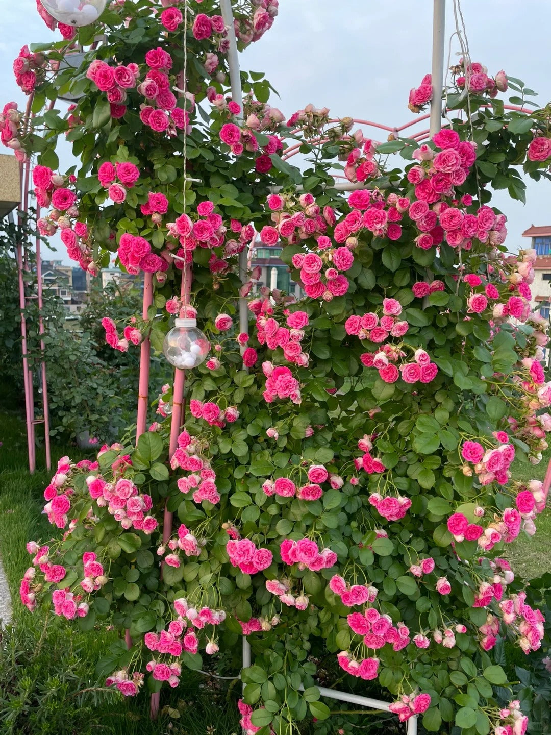 Rosa Trepadora Multicolor